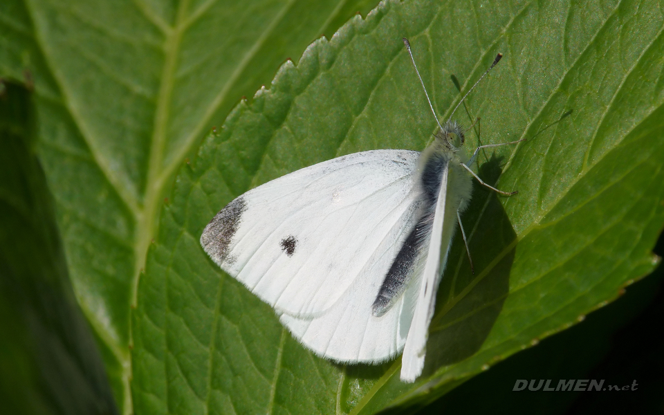 Small White (Pieris rapae)